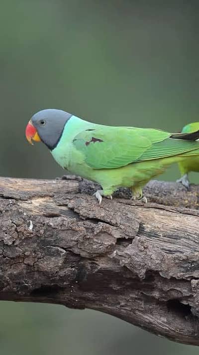 palmed gray Head parrot