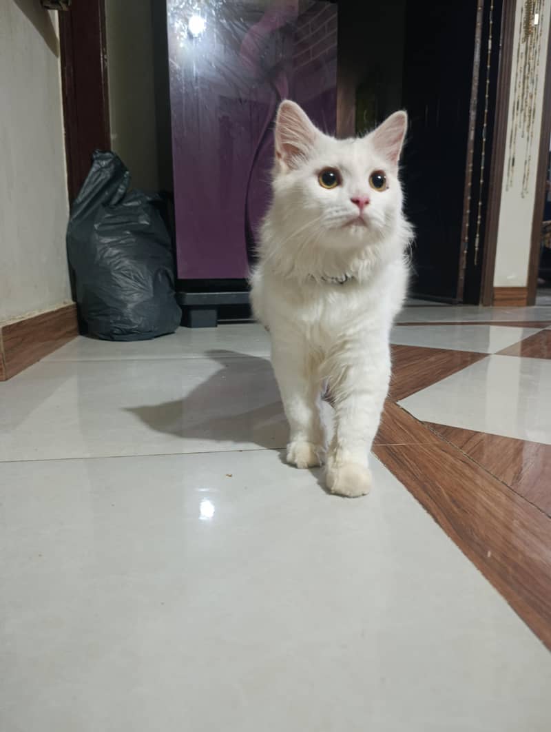 good looking 0