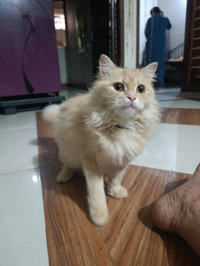 good looking 1