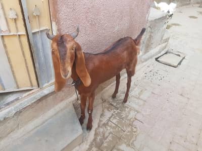 bakra 2 dant