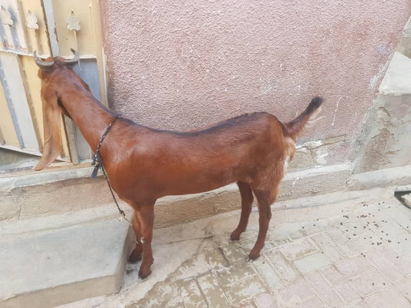 bakra 2 dant 1