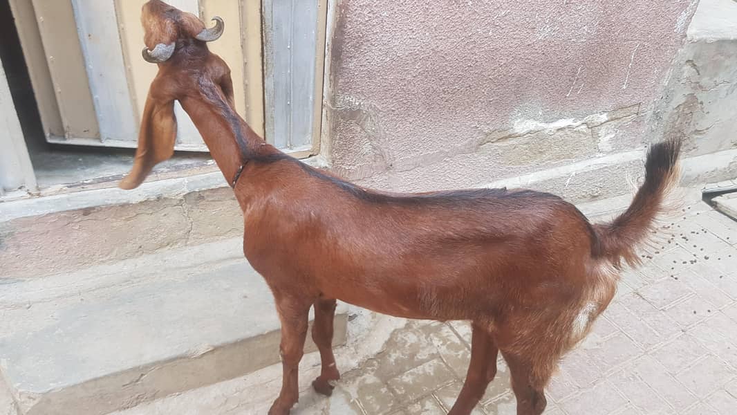 bakra 2 dant 2