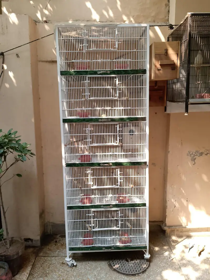 Birds Cage