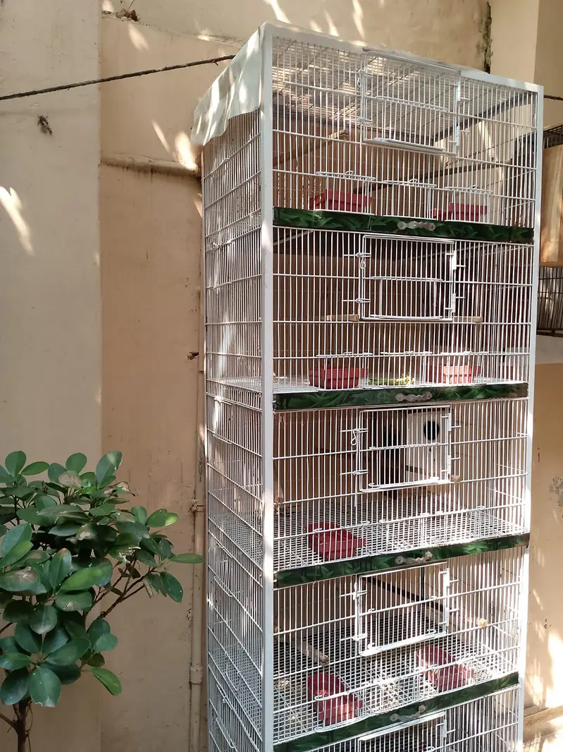 Birds Cage — photo 2