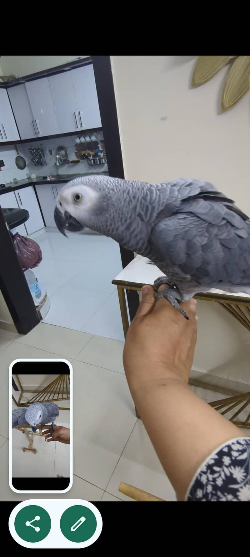 handtem gery pair 3