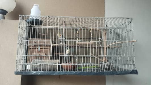 2 Cockatiel Parrots