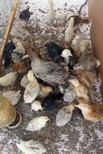 Misri golden chicks