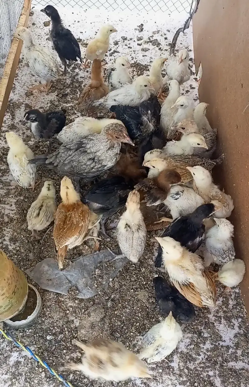 Misri golden chicks — photo 5