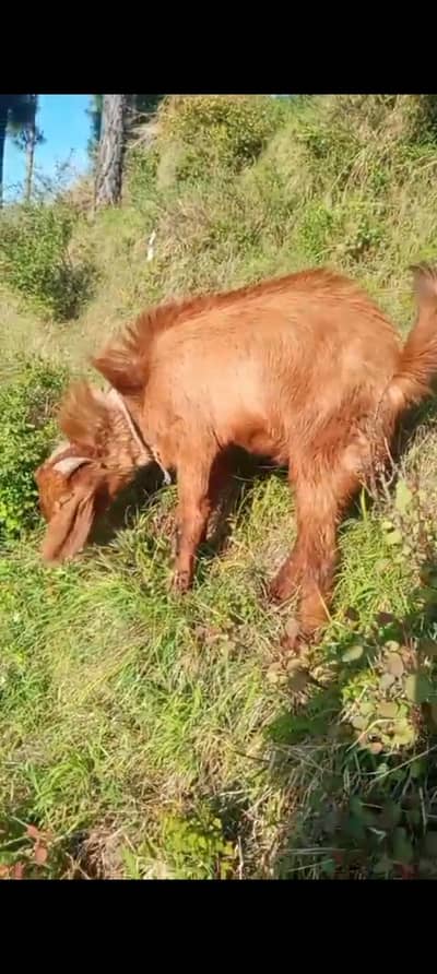 Bakra