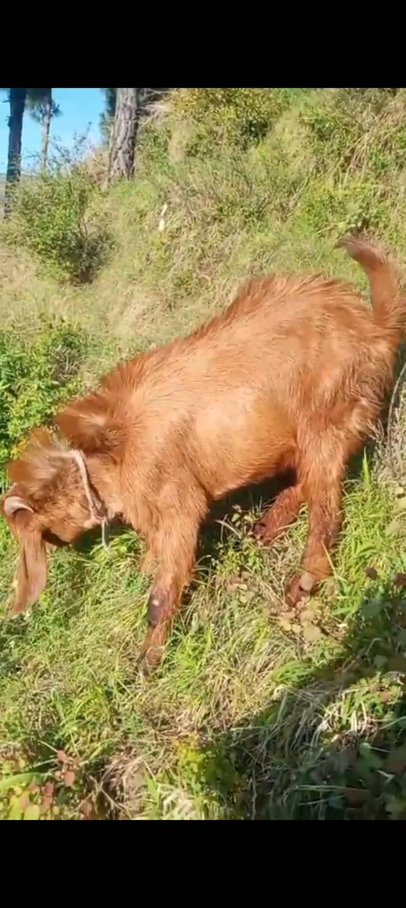 Bakra 1