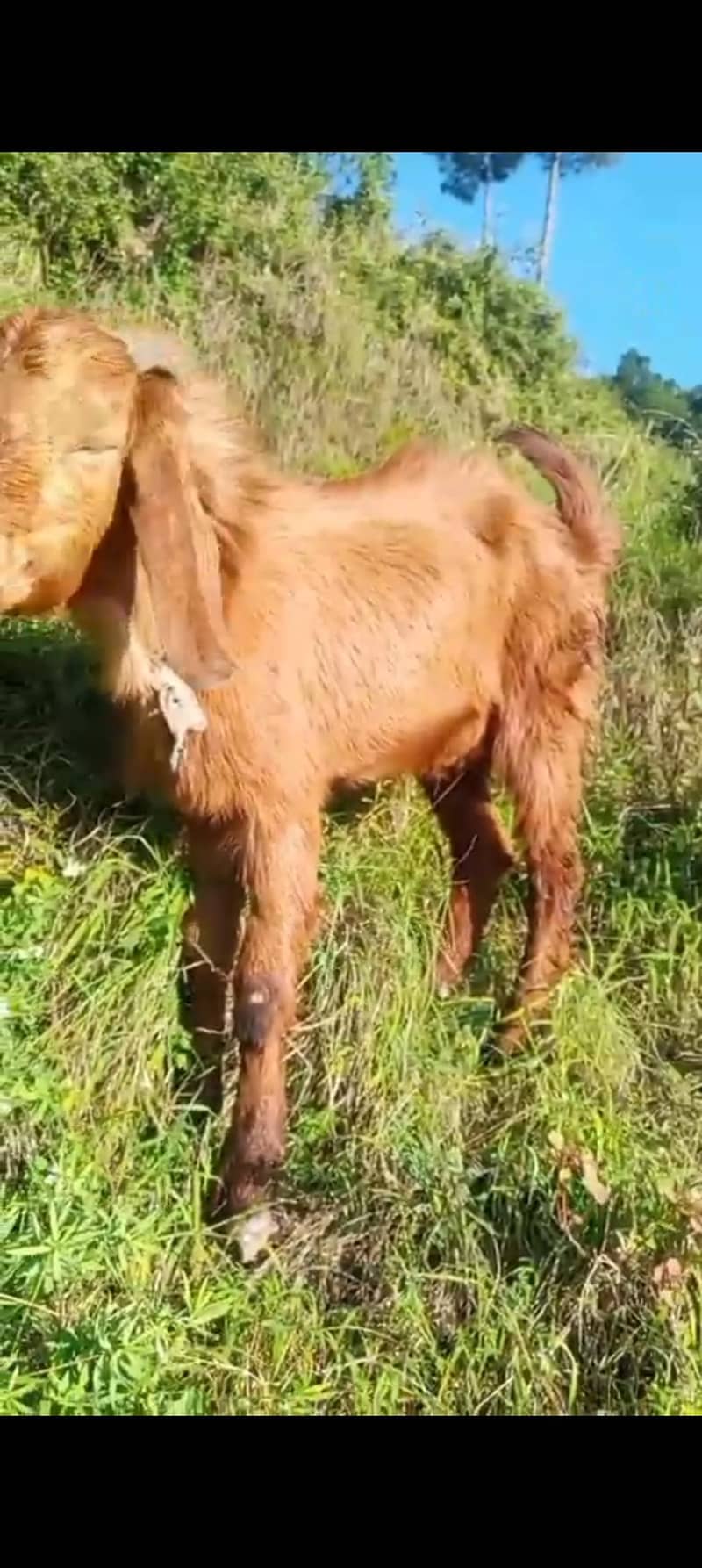 Bakra 2