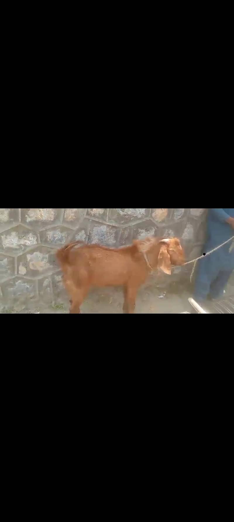 Bakra 3