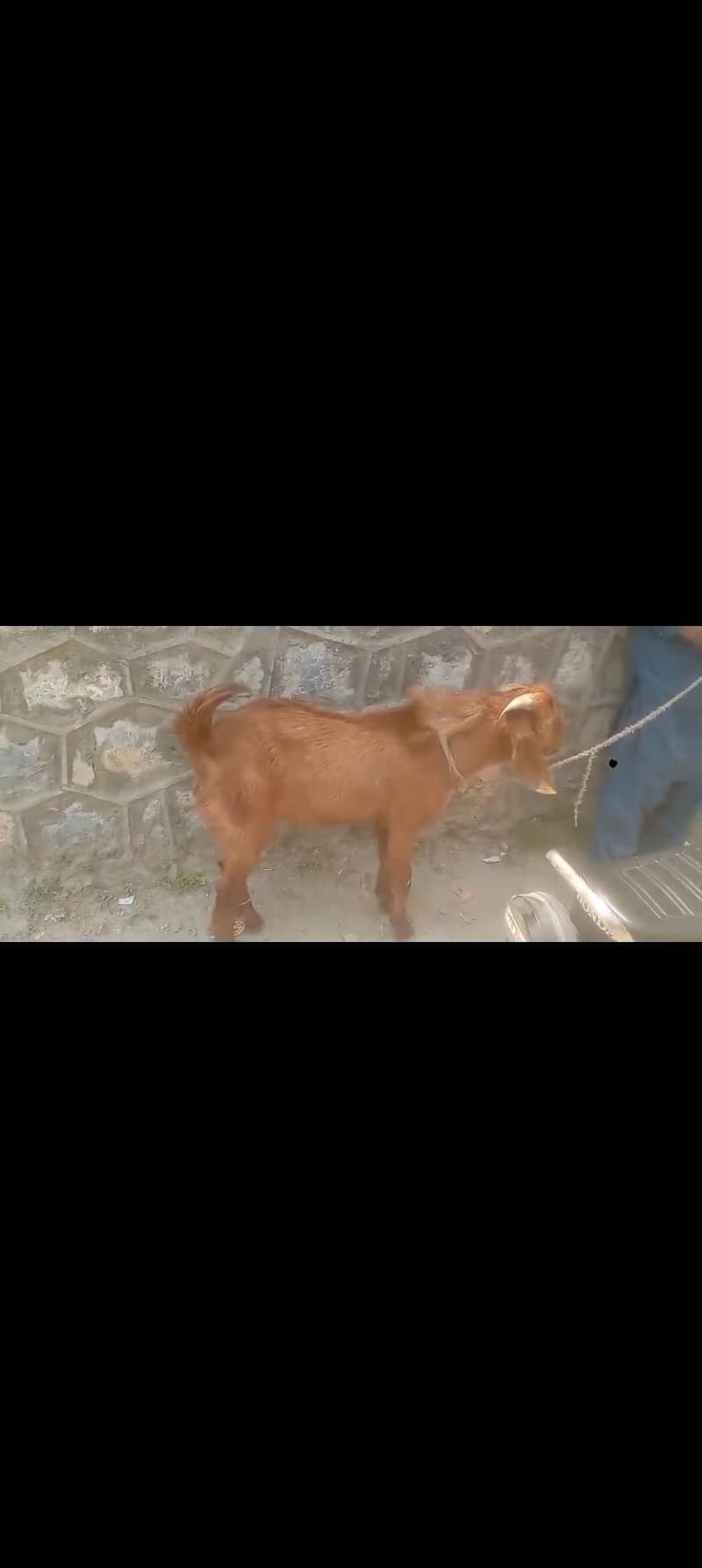 Bakra 4