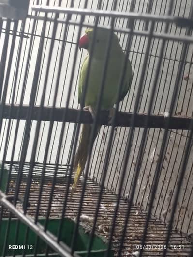 talking parot full Jambo size urjant sell
