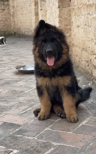 German Shepherd Female Top Quality