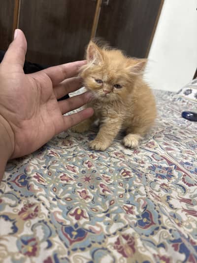 Punch face