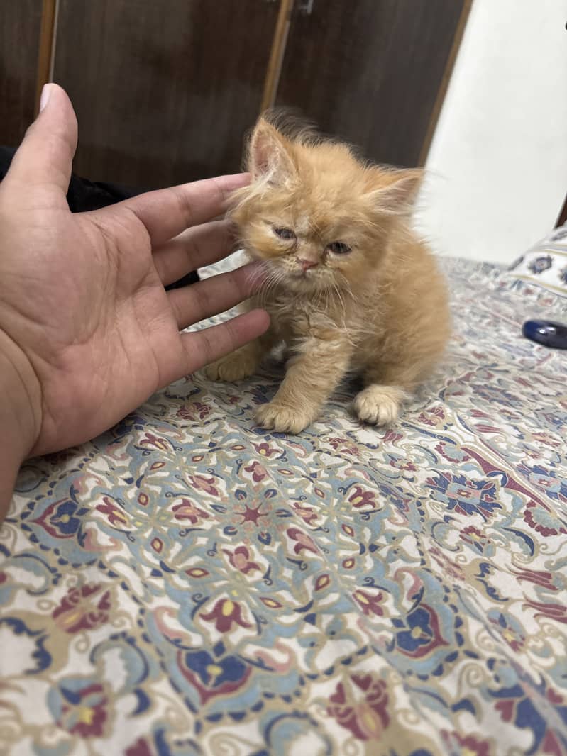 Punch face 0