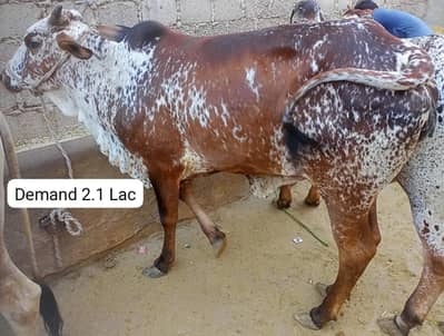 Qurbani 2026 | Bachra and Bachre | Qubarni Janwar| For Sell