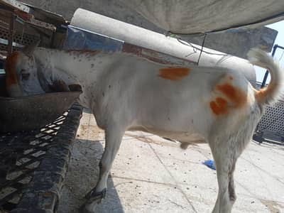 2 dant khassi makhicheena bakra