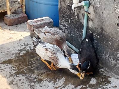 3 ducks for sale Whatsapp number 03074067481