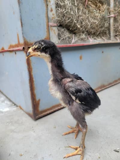 Japanese Shamo Aseel Chicks