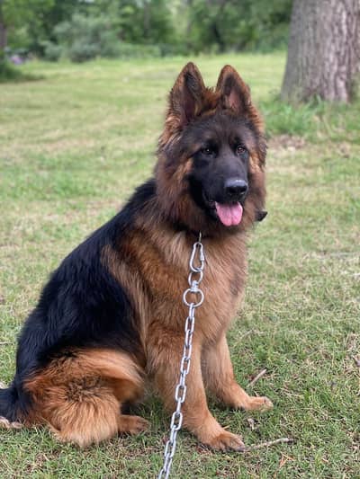 German Shepherd