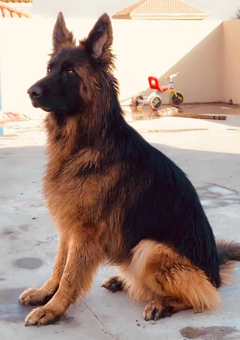 German Shepherd 1