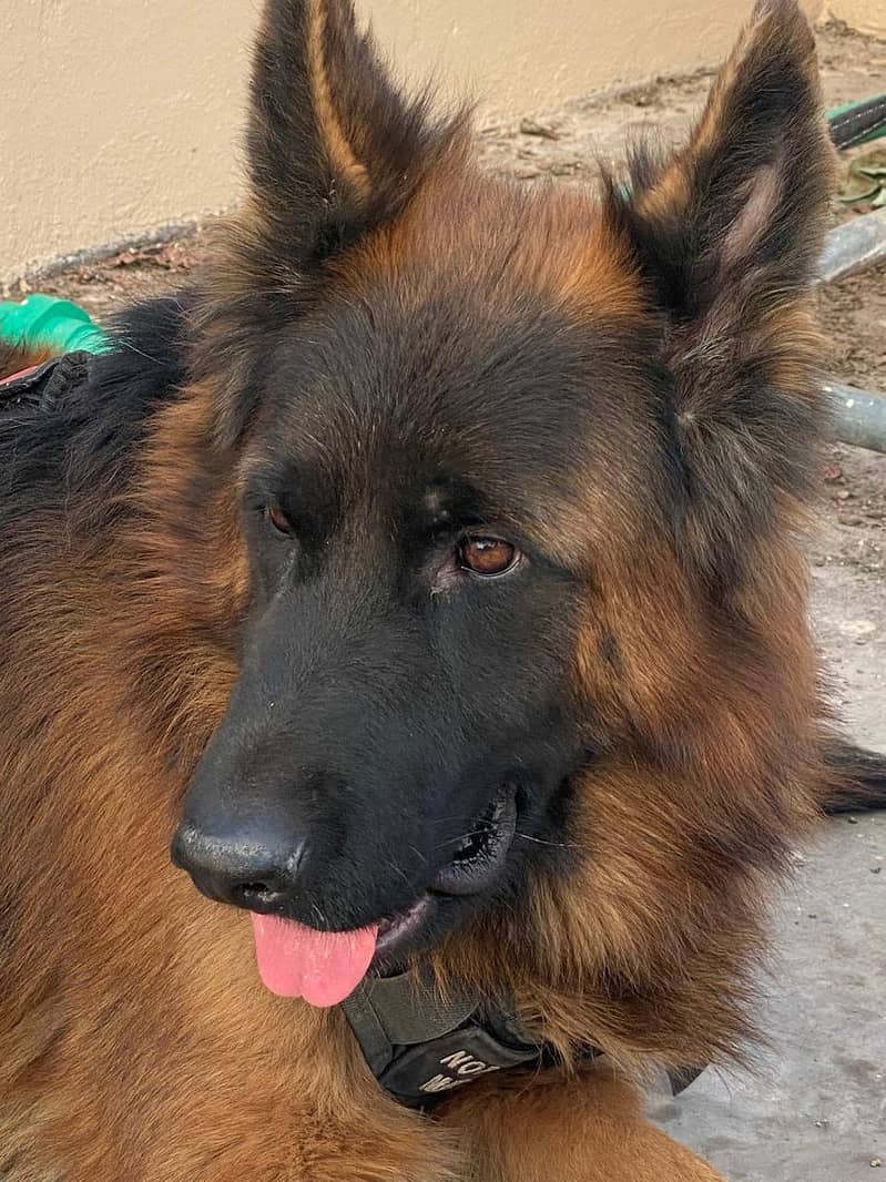 German Shepherd 2