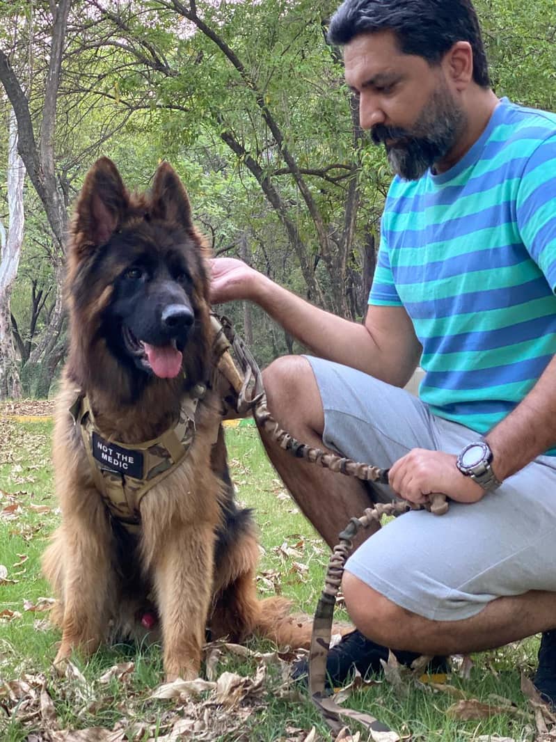 German Shepherd 3