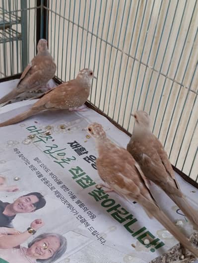 Red pied diamond dove pathay, 4 chicks per pcs 1000