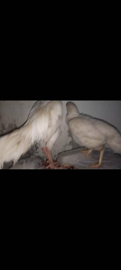 Exquisite Aseel hera pair with her egg's