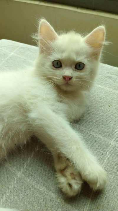 Cat Semi Persian 1 Month