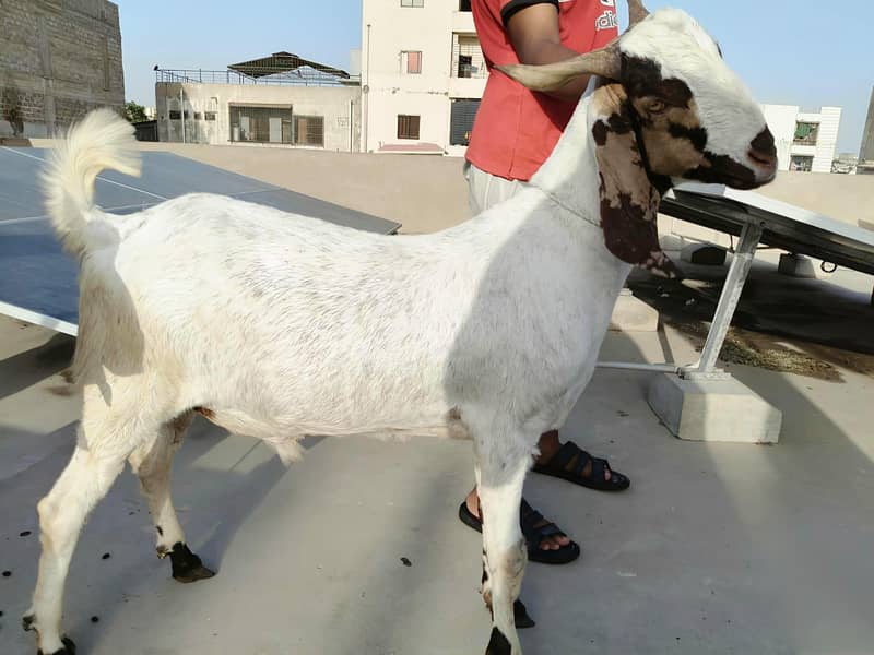 Bakra 0