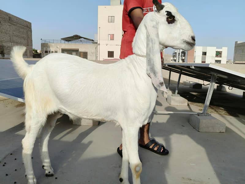 Bakra 1