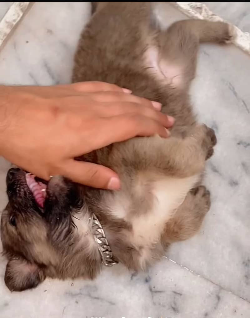 Belgian shepherd 0