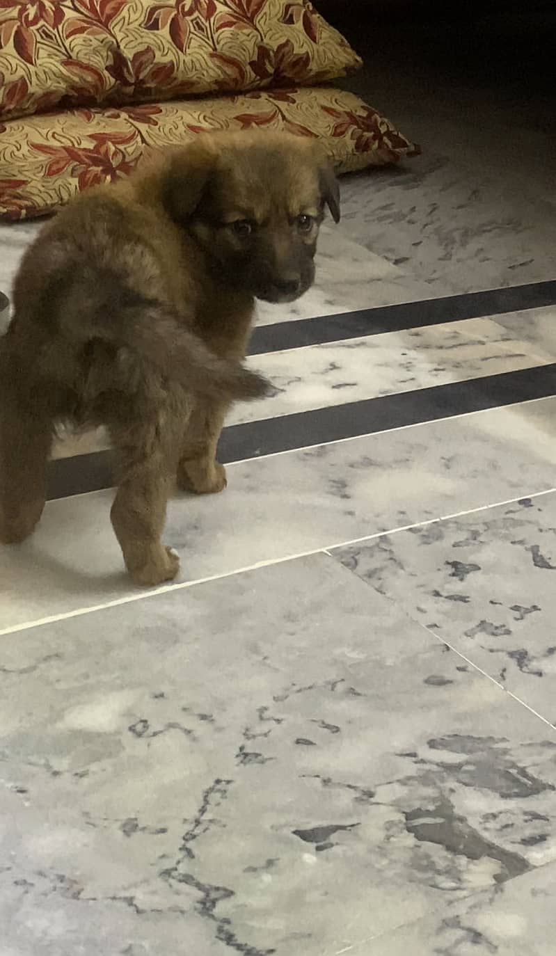 Belgian shepherd 2