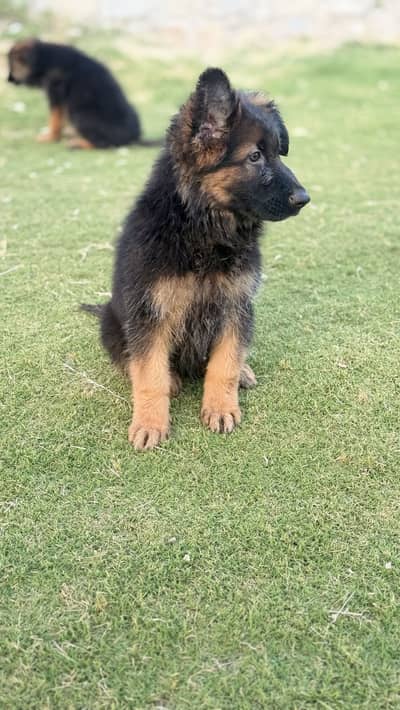 Long coat, black mask pink pedigree German Shepherd puppies