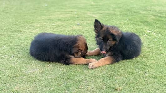 Long coat, black mask pink pedigree German Shepherd puppies