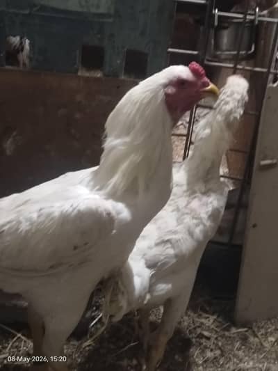 shamo pair for sell in Lahore