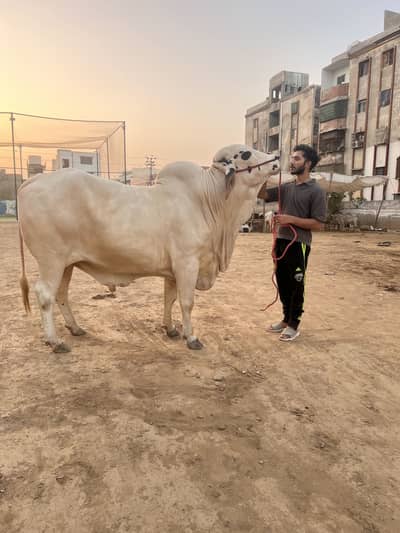 Bull - Bachra - Cow - Janwar for sale