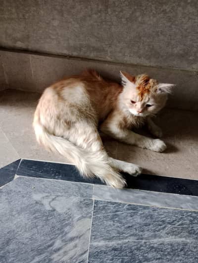 Persian Billa for sale