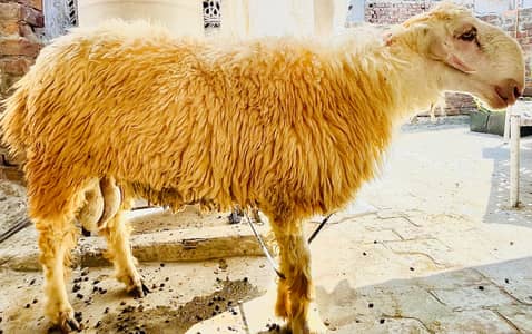 Khubsurat chatre, Mundre. QURBANI 2026