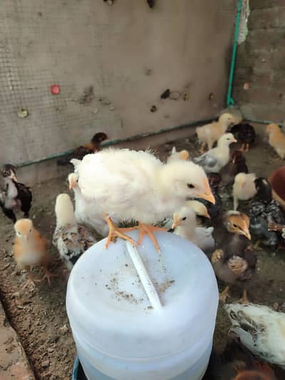Golden Misri Chick for sale