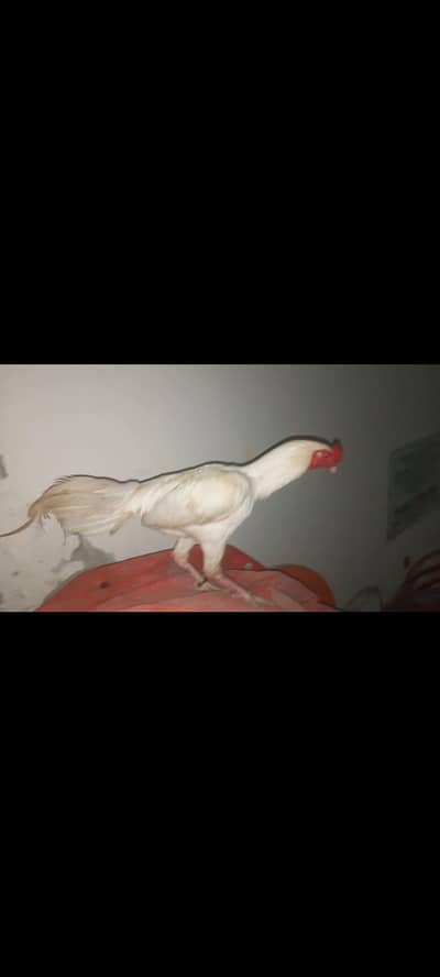 Exquisite hera aseel pair with eggs