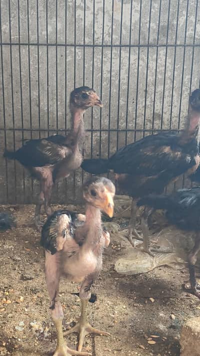 Thai pokoya chicks available