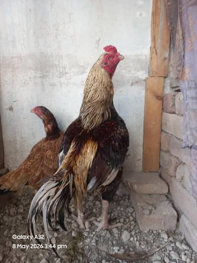 aseel pair breeder