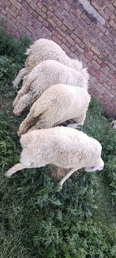 Sheep | Dumba | Kajla | Bakra | Goat | Kajla Chatra