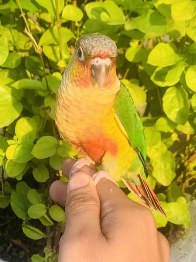 Conure