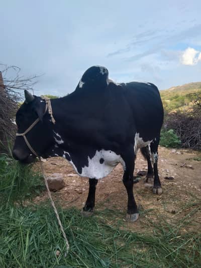 wachy | bulls | cows | wachy for Qurbani | desi wacha | walaiti vacha