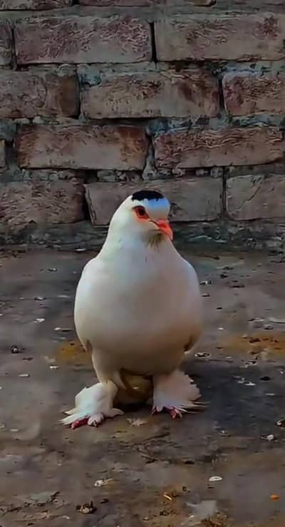 male sherai